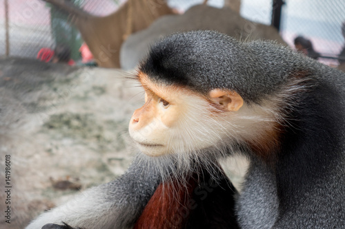 Photography Gibbon, monkey