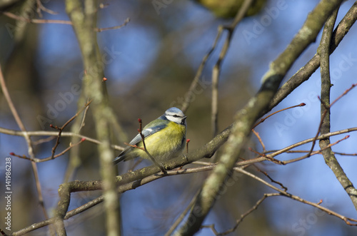 Blue tit sitting among the tree branches with swollen buds. © Dmitriy Os Ivanov