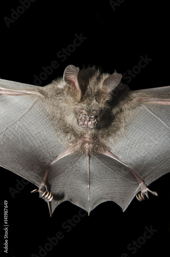 Bat in hand of researcher, Of research studies in the field. photo