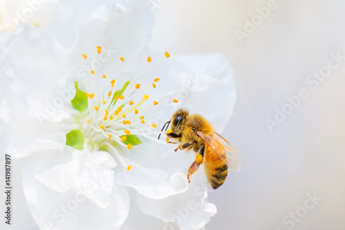 Honey Bee © kojihirano