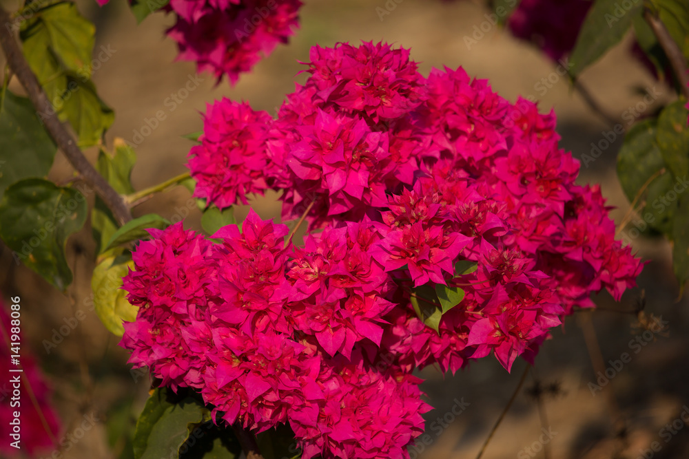 Pink Bougainvillea flower in green background Pink Bougainvillea flower in green background