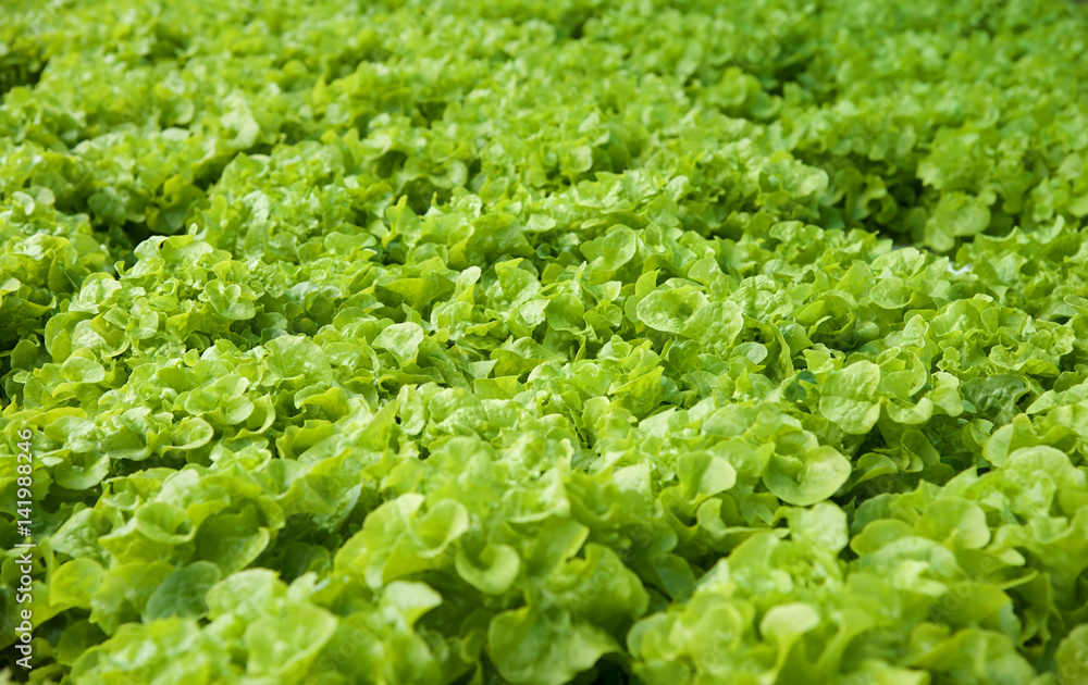 Fresh green salad background : Closeup Fresh green salad background : Closeup