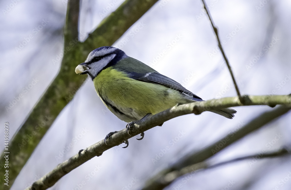 Blue tit