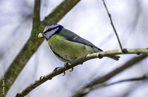 Blue tit © thecoach1