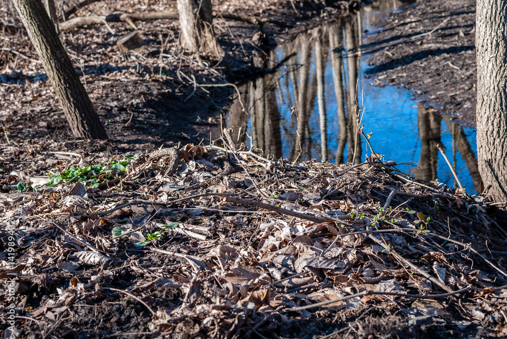 Forest landscape with stream. Stream in middle of wilderness forest with reflection. Natures beauty. Minimal nature background. Blue sky cloud and reflections. 