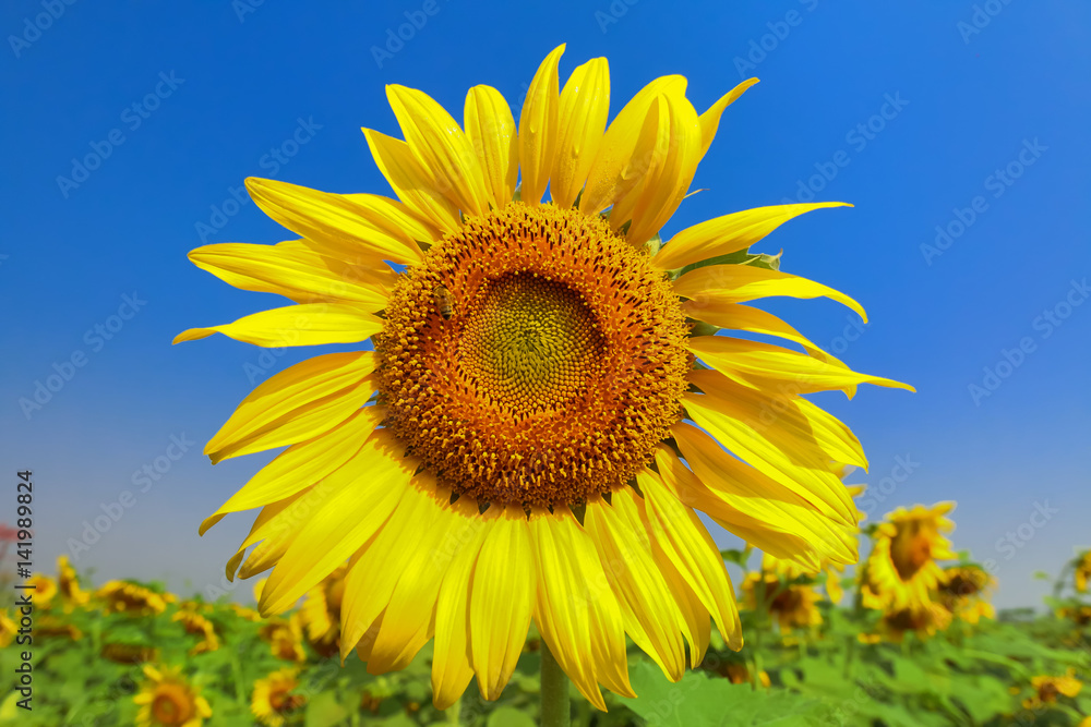 Sunflower grows on the field