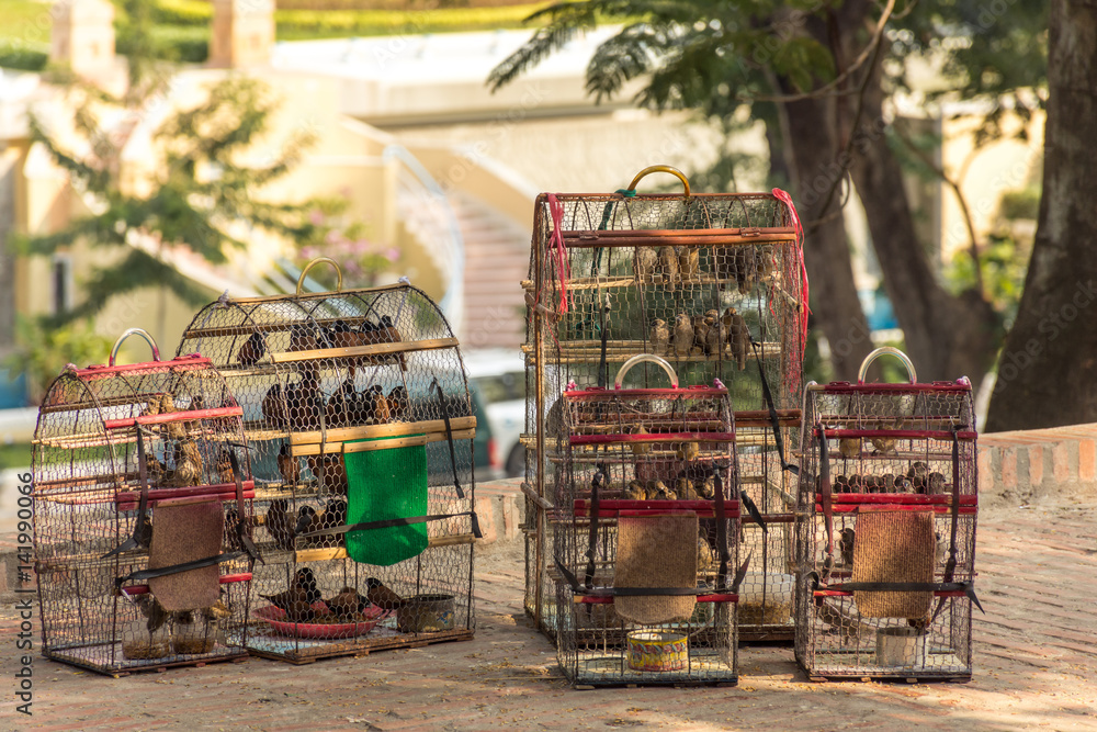 bird cages full of small birds for sale in the shade.