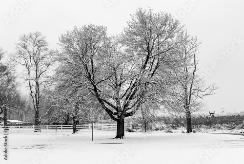 Isolated tree in park nature background. Abstract tree of life. Tree in middle of woods forest landscape. Snow covered ground. Black and white abstract color design. Abstract nature background.