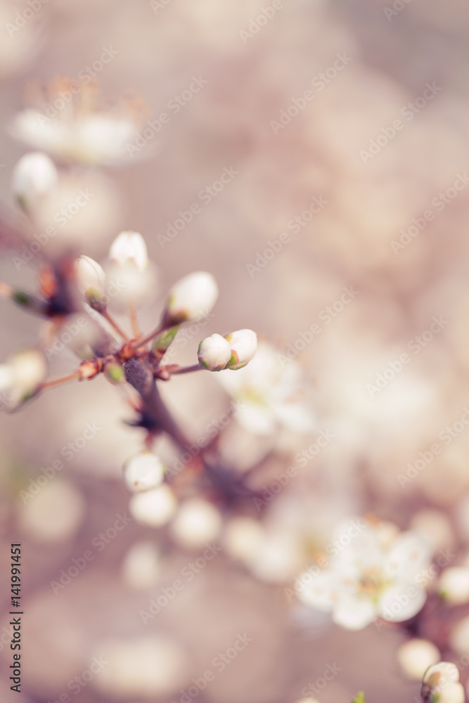 Spring blossom; extreme close up at flower buds; focus on foreground; selective focus; 