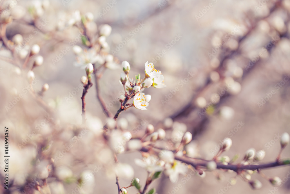 Spring blossom; extreme close up at flower buds; focus on foreground; selective focus; 