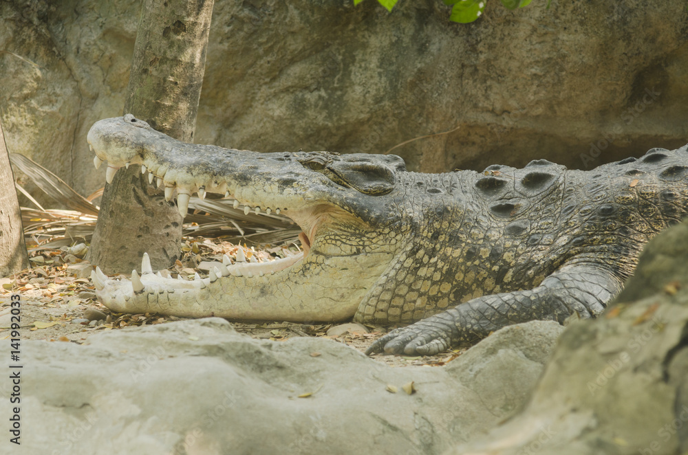 Fototapeta premium Crocodile with head above water