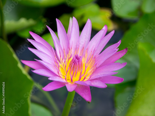 Blooming Purple Lotus in Pond