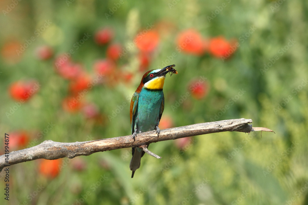 Bee eater, spring mating season Bee eater, spring mating season