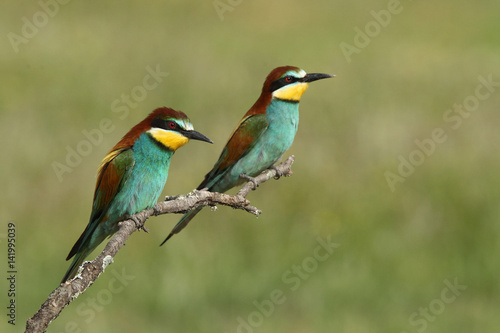 Bee eater, spring mating season © Paolo