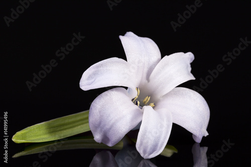 Single spring flower of lilac Hyacinth isolated on black background