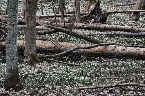 spring snowflake - white flowers during spring in the forest.