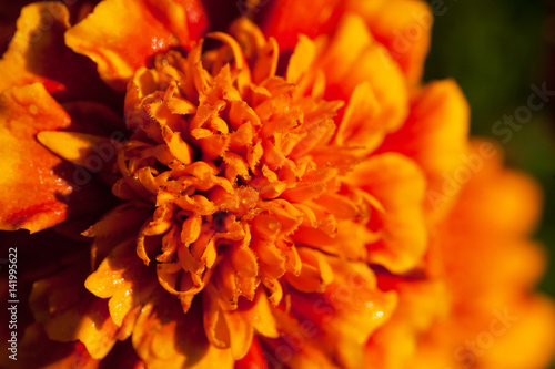 Single flower of orange tagetes with drops of dew, macro