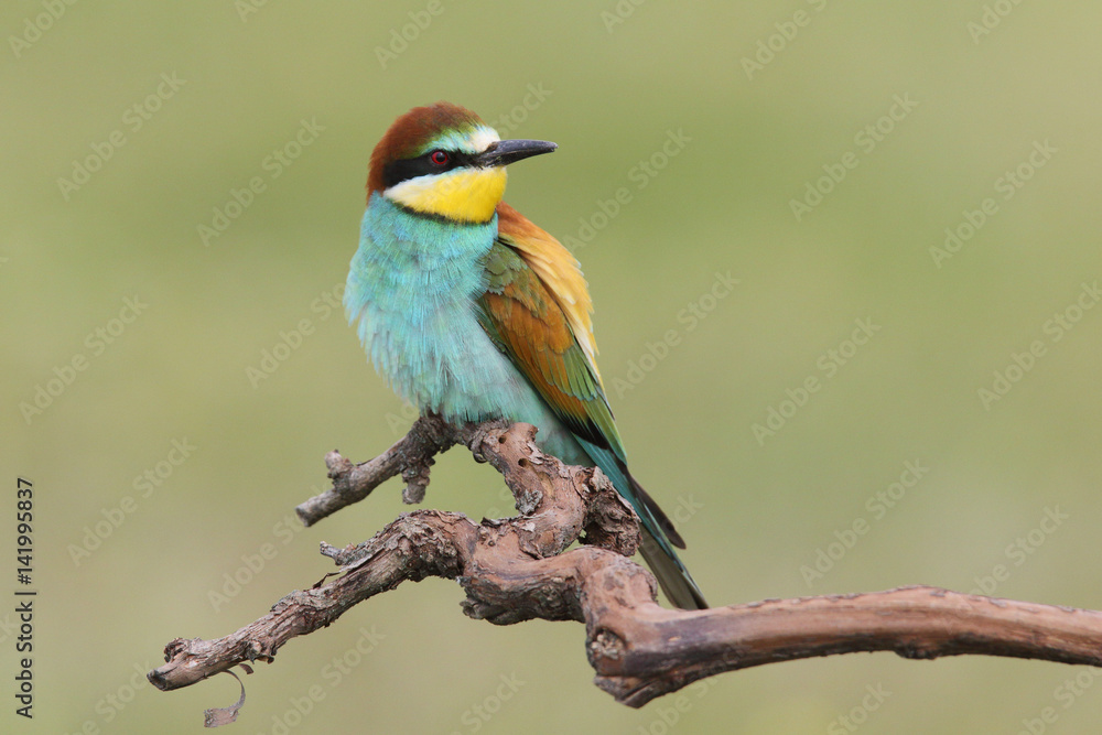 Bee eater, spring mating season Bee eater, spring mating season