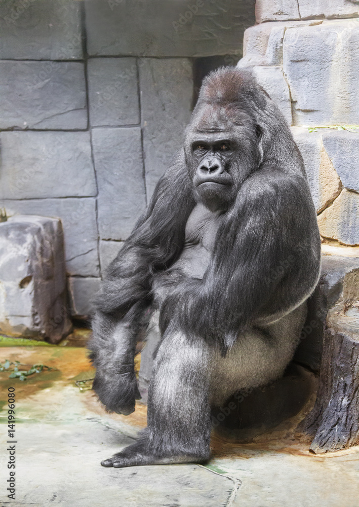Pensive gorilla in a zoo.