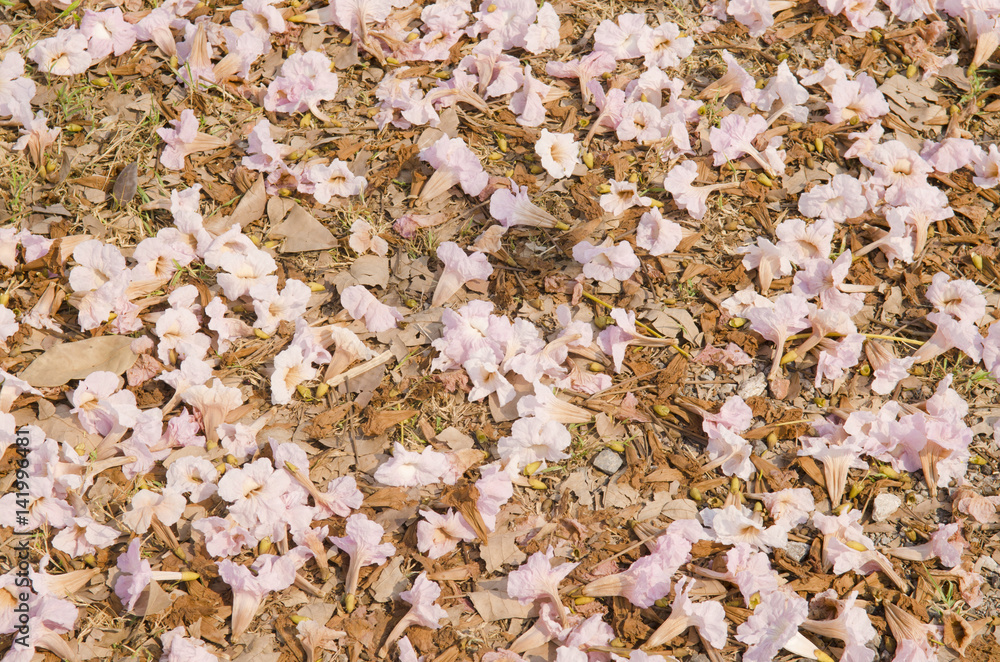 Pink trumpet tree flower falling on ground in valentine's day like sweet dream Pink trumpet tree flower falling on ground in valentine's day like sweet dream