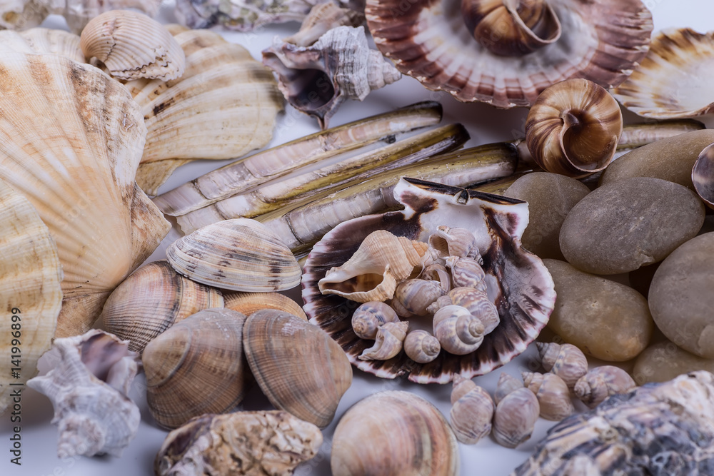 sea shells background on a white background sea shells background on a white background
