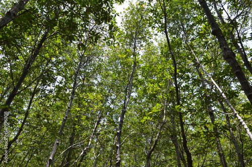 the mangrove forest in Thailand