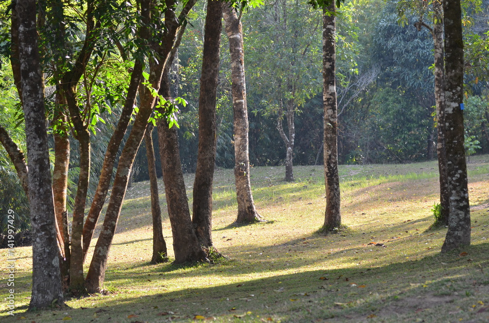 Obraz premium beautiful green forest