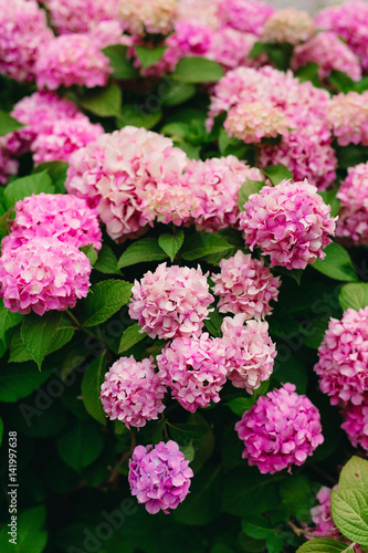 Blooming hydrangea on the streets of Montenegro.