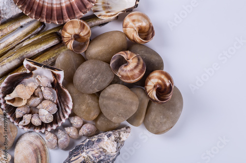 sea shells background on a white background