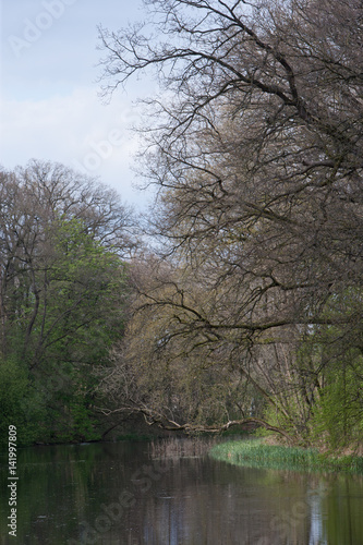 Pond at Balkbrug Overijssel Netherlands. Forest. Park. photo