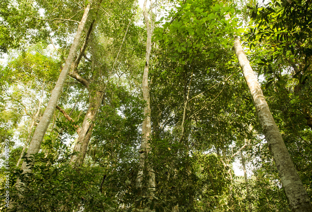 Fototapeta premium beautiful green forest