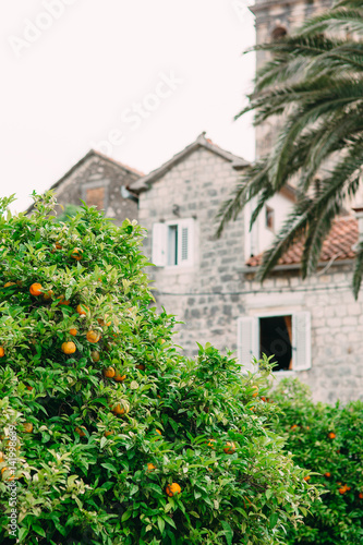 Orange Tree near the stone house. Ripe orange fruit.