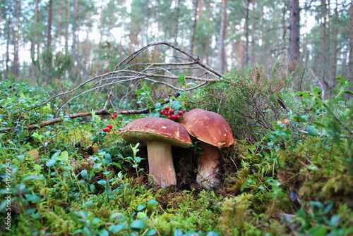 Mushrooms in the forest. 