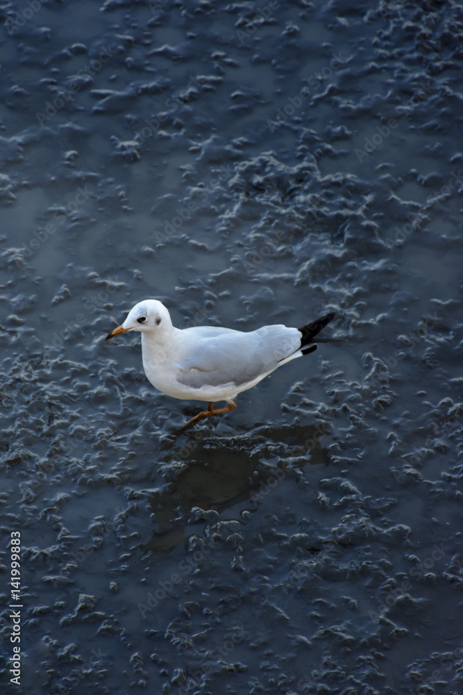 Every year during the month of November to March.Seagulls are a lot of migration to the city SamutPrakarn(Thailand) Every year during the month of November to March.Seagulls are a lot of migration to the city SamutPrakarn(Thailand)