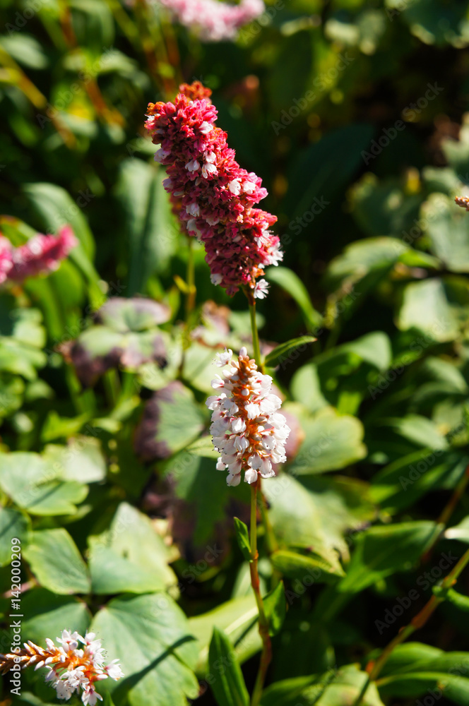 Bistorta affinis red and white flowers with green Bistorta affinis red and white flowers with green