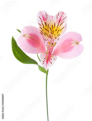 Pink flower of alstroemeria isolated on white background.