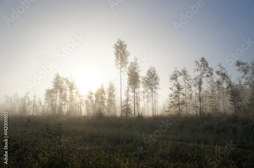 Bright misty forest landscape 