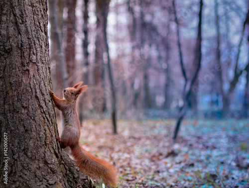 Afraid of Bokeh. A red squirrel climbing a tree. A profile view with colourful bokeh park in the background.