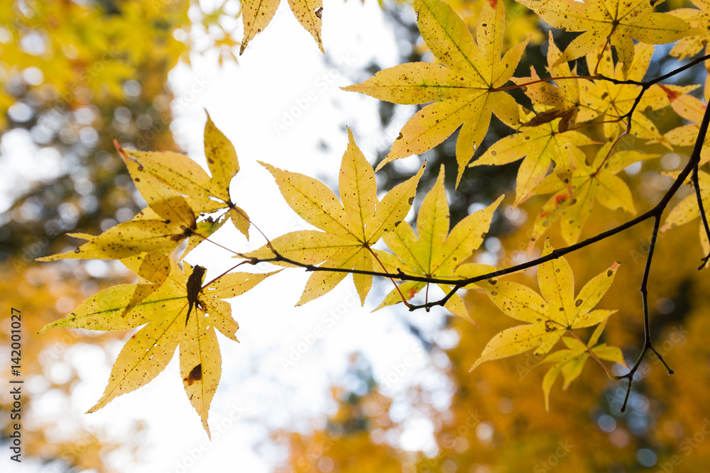 Autumn color change in Japan Autumn color change in Japan