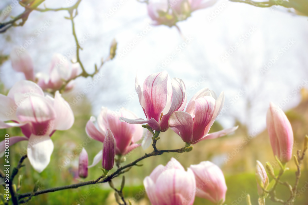 Flowering magnolia flower, beautiful blossomed magnolia branches in spring Flowering magnolia flower, beautiful blossomed magnolia branches in spring