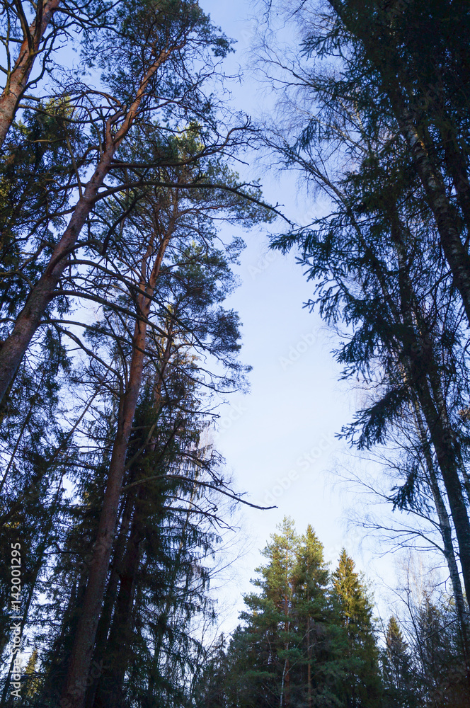 Obraz premium tree tops sky