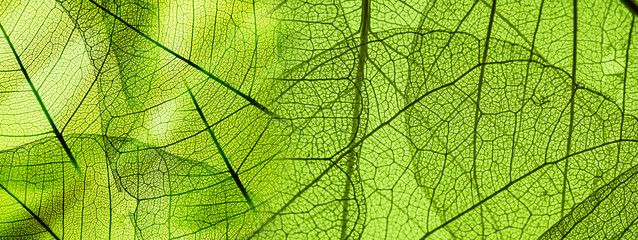green foliage texture