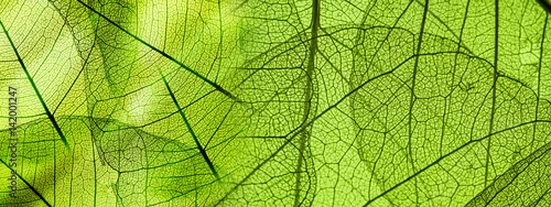 Panel kuchenny z motywem green foliage texture
