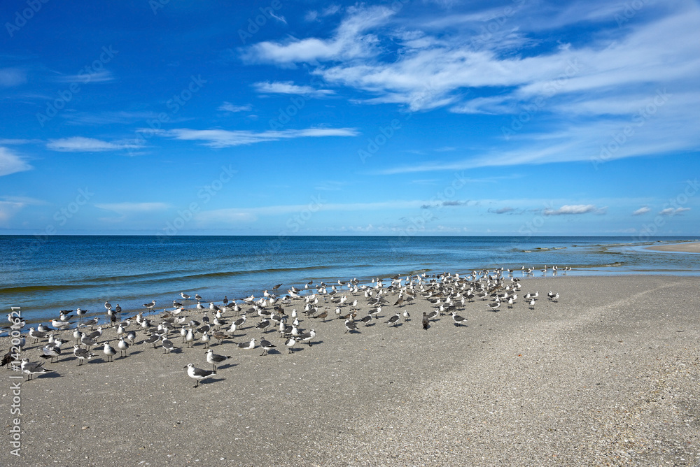 Seagulls on Beautiful Florida Coastline