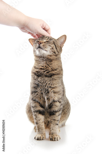 woman's hand scratches the cat