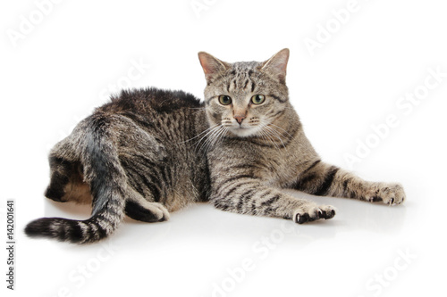 cat lying on white background