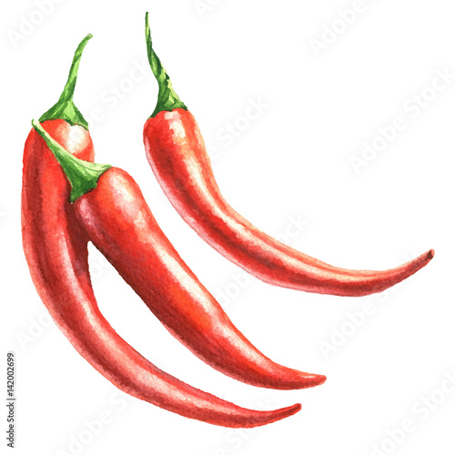 Hot pepper with green stem watercolor food botanical hand drawn illustration, capsicum vegetable set isolated on white background.