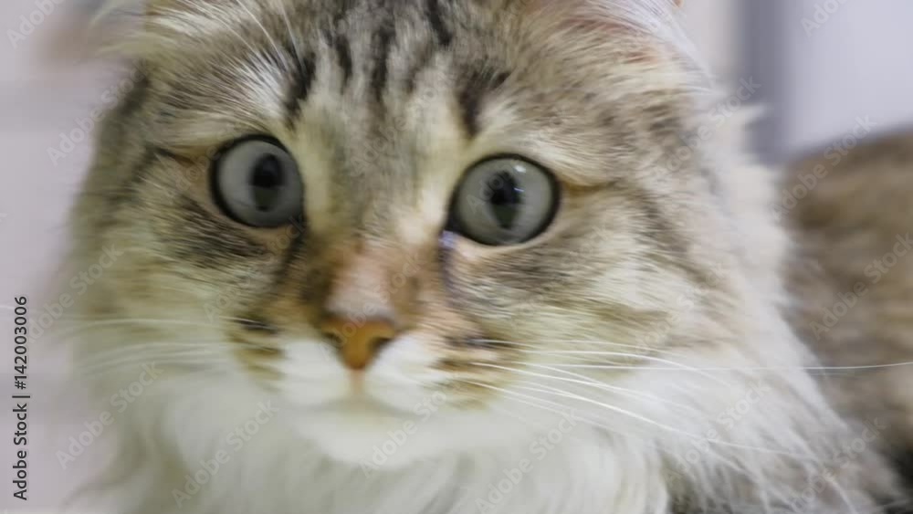 4K: Green eyes kitten hunter. Face closeup. Macro 4K: Green eyes kitten hunter. Face closeup. Macro