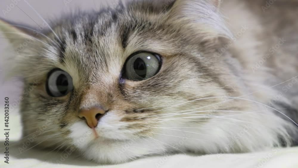 4K: Green eyes kitten hunter. Face closeup. Macro 4K: Green eyes kitten hunter. Face closeup. Macro