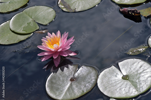 Water lily on the dark of the lake photo